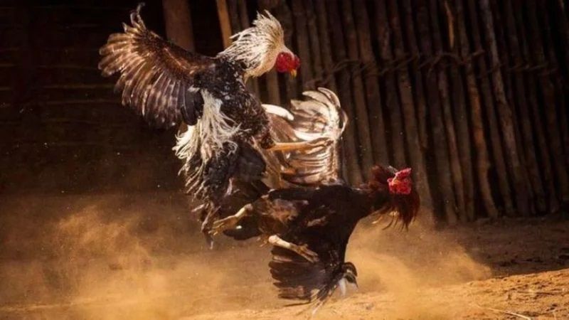 Những lý do nên trải nghiệm đá gà Sunwin ngay hôm nay
